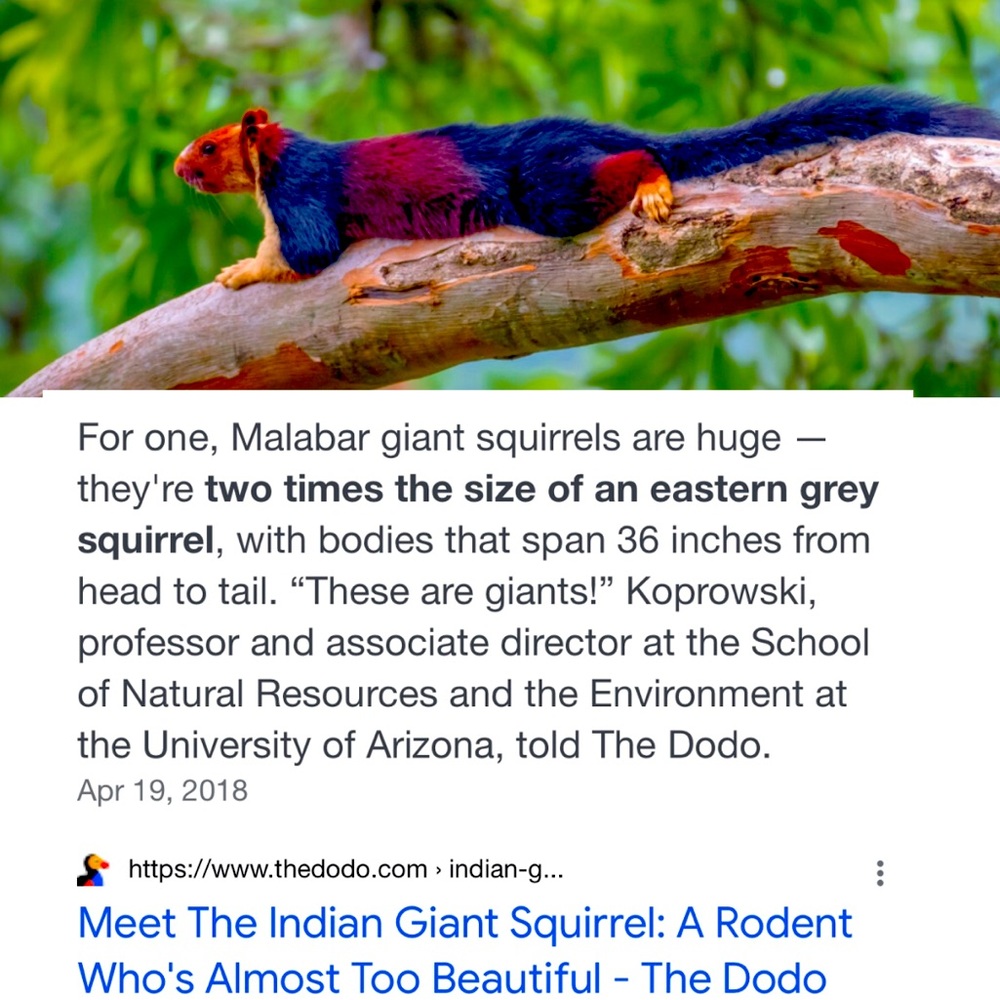 🐿# 2 Like NEW FOLLOW GAME-listing #3 🐿 - Picture 15 of 16